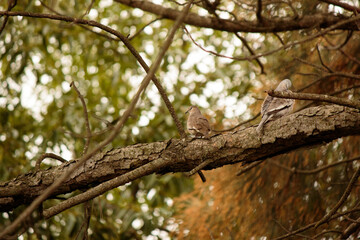 Closeup shot of Laughing doves on the tree