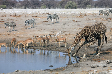 Fototapeta na wymiar Giraffe drinking at a waterhole close to impala and zebra, Etosha National Park, Namibia