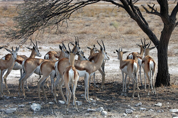 Group of Springbok sheltering from the intense heat, Etosha National Park, Namibia

