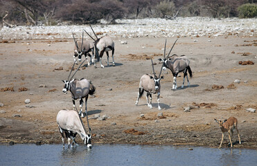 Group of male oryx at the side of a waterhole, Etosha National Park, Namibia
