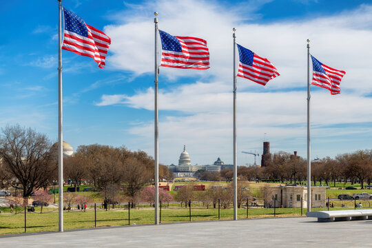 American flags at sunny day and Capitol Building in background by Washington monument in Washington DC, USA.	