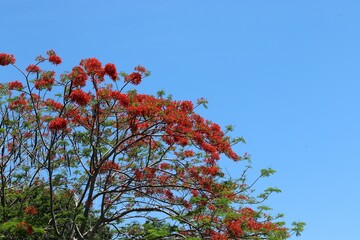 red autumn leaves