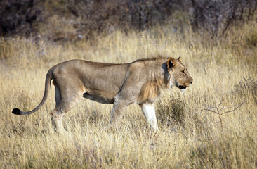 Fototapeta na wymiar Young male lion in early morning sunlight, Etosha National Park, Namibia 