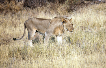 Naklejka na ściany i meble Young male lion, Etosha National Park, Namibia 