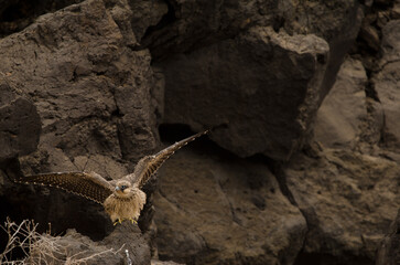 Eleonora's falcon Falco eleonorae. Young flapping. Montana Clara. Integral Natural Reserve of Los Islotes. Canary Islands. Spain.