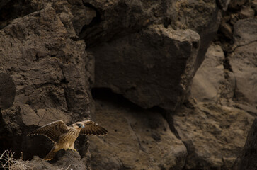 Eleonora's falcon Falco eleonorae. Young flapping. Montana Clara. Integral Natural Reserve of Los Islotes. Canary Islands. Spain.