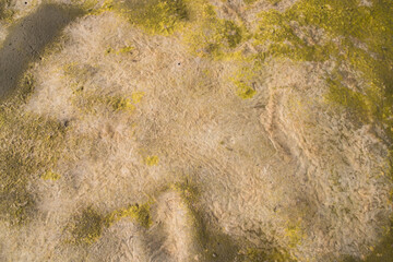 
Dry Brown Yellow moss Texture Background. Natural Background Texture