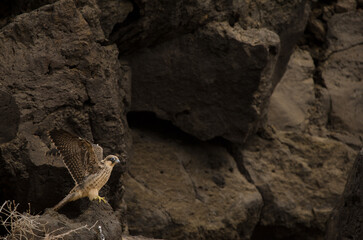 Eleonora's falcon Falco eleonorae. Young flapping. Montana Clara. Integral Natural Reserve of Los Islotes. Canary Islands. Spain.