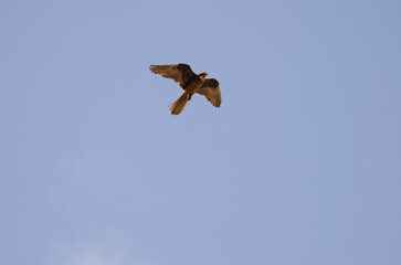 Eleonora's falcon Falco eleonorae. Light morph in flight. Montana Clara. Integral Natural Reserve of Los Islotes. Canary Islands. Spain.
