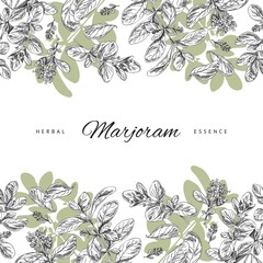 Marjoram herbal essence seamless background for packaging, vector illustration.