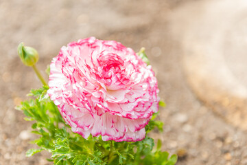 ラナンキュラス