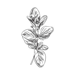 Oregano or marjoram plant black line engraved vector illustration isolated. - obrazy, fototapety, plakaty