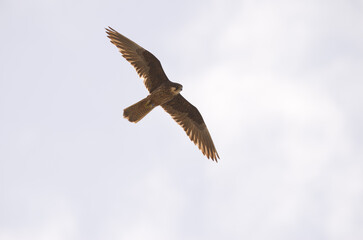 Eleonora's falcon Falco eleonorae. Light morph in flight. Montana Clara. Integral Natural Reserve of Los Islotes. Canary Islands. Spain.