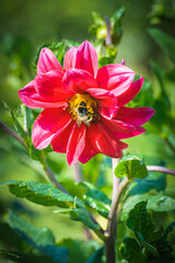 Bumblebee on a flower