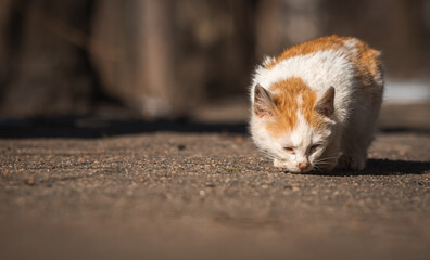Lonely small kitten search for the food. Stray and homeless animals without warm home, street...