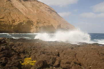 Sea cliff in the Entradero de Machin. Plant Tetraena fontanesii in the foreground. Montana Clara. Reserve of Los Islotes. Canary Islands. Spain.