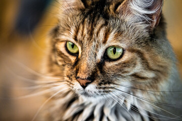 close up portrait of a cat