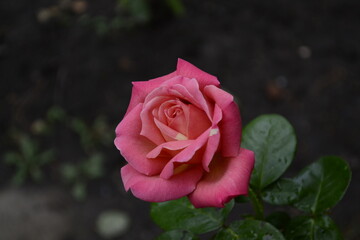 bushes of bright pink roses on a dark background