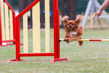 Cavalier king charles spaniel jumping hurdle at agility trial.
