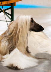 Afghan Hound at the dog show. Cream with black mask.