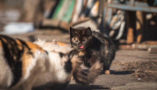 Feeding stray kittens on the street. Homeless animals concept background photo
