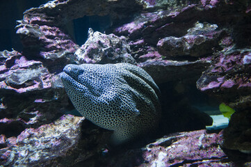 Closeup of a moray eel swimming in the water among violet corals