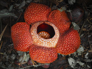 Closeup of the Rafflesia Arnold plant with red petals against dry leaves