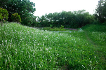 Obraz premium grass in the park