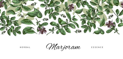 Marjoram herb floral banner or decorative border hand drawn vector illustration.