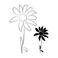Set of two open heliopsis blossom vector outline and silhouette illustration isolated on white background. Vector sketch style top view hand drawing of wild, heliopsis, false sunflower.