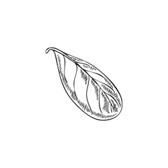 Leaf of marjoram or oregano plant, black engraving vector illustration isolated.