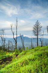 Obraz premium View of Indonesia's mountains with wide green grass