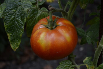 tomatoes grow in the garden
