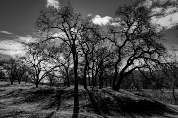 Closeup of a lonely tree in a field with the gloomy clouds above shot in grayscale
