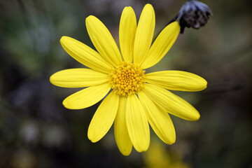 Closeup of the yellow arnica against the blurred background