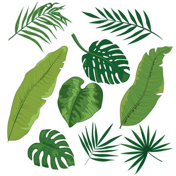Set of tropical leaves in color : banana, palm, coconut, monstera on a white background .Vector. 