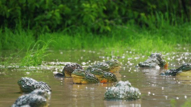 Army Of African Bullfrogs, Pixie Frogs In The Water In Central Kalahari Game Reserve, Botswana. - close up