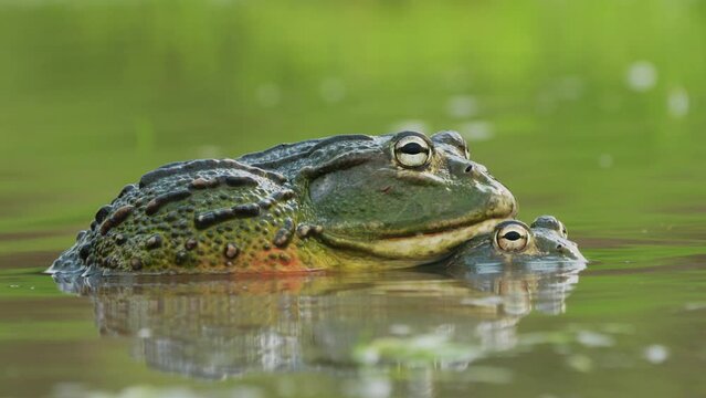 African Bullfrogs In Amplexus During Rainy Season In Central Kalahari Game Reserve, Botswana.