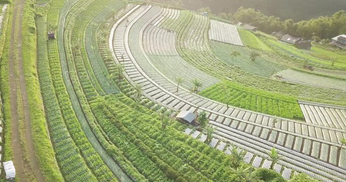 aerial drone view of a vegetable field in the village of Butuh, Magelang, Indonesia. bird eye view level shoot of vegetable garden. Agriculture industry