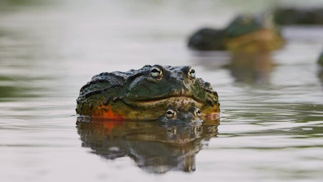 Pair Of African Bullfrog Mating In The Pond With Diffuse Reflection. - close up