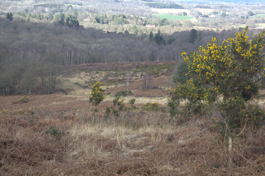 Scenery Of The Trees And Dry Grass In Ashdown Forest, A Large Public Access Space In The UK