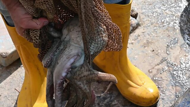 fisherman caught octopus squid with net on boat  - rubber yellow boots - close up day sun light