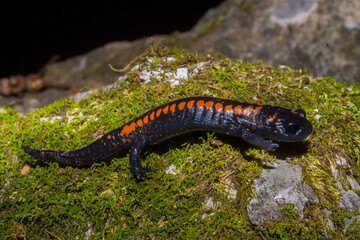 Closeup of a fire salamander (Salamandra salamandra) crawling on the mossy rock