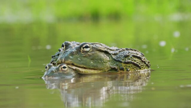 African Bullfrogs Mating In The River In Amplexus Position During Rainy Season In Central Kalahari Game Reserve, Botswana. - close up