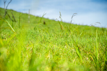The vast green meadow above the mountains