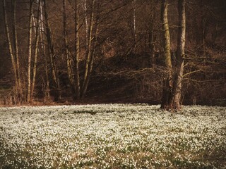 Pale field in the forest