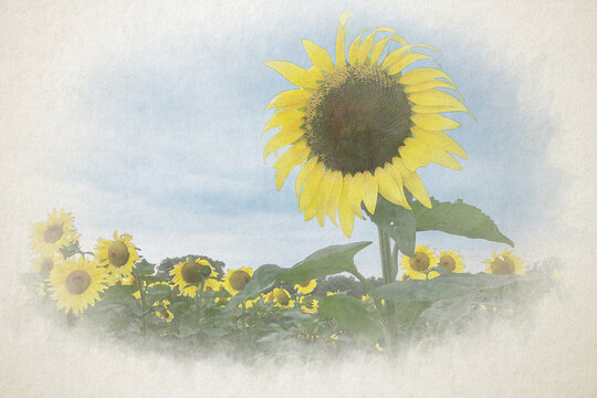 Watercolor painting of Beautiful tranquil landscape sunflower field