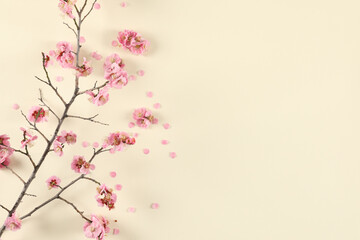 Flat lay of plum branch with blooming petals on pink paper background
