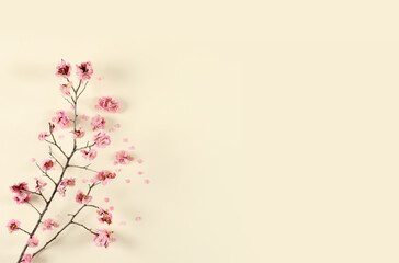 Flat lay of plum branch with blooming petals on pink paper background