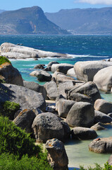 Simon's town Boulders beach, South Africa - 493995288